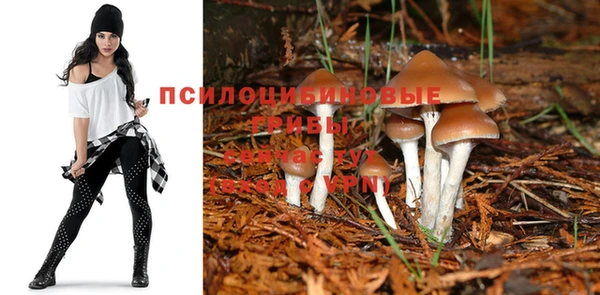 прущие грибы Абдулино